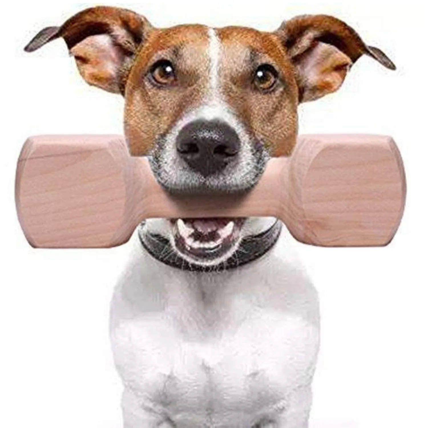 Dog Toy